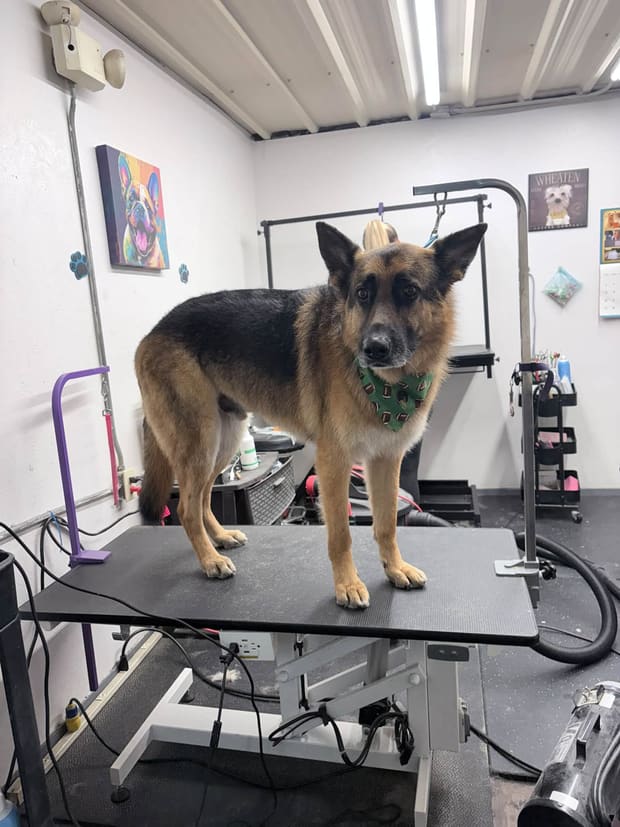 German shepherd standing on the grooming table after a bath