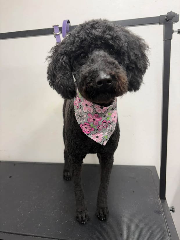 Black poodle in a pink bandana after a full groom