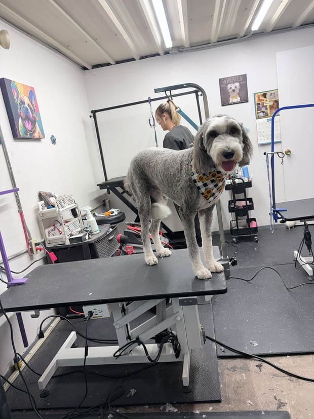 Shari grooming a grey doodle in the salon