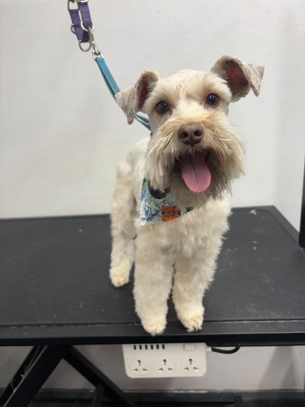White terrier mix with its tongue out after a haircut