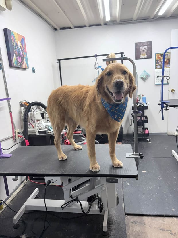 Golden retriever freshly bathed and brushed