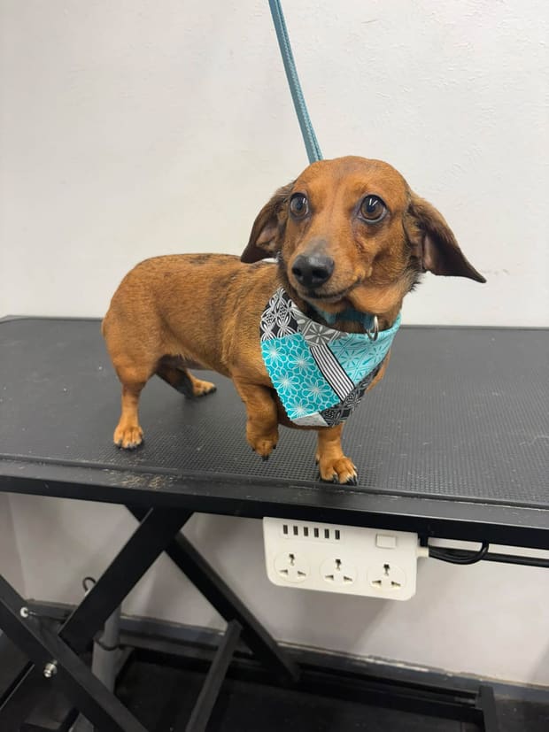 Red dachshund in a teal bandana