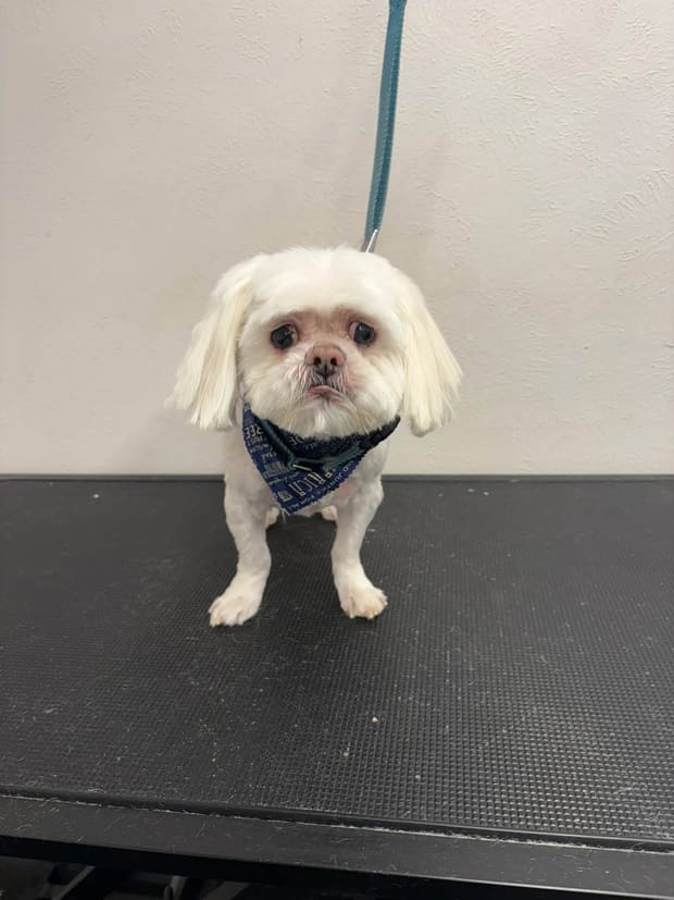 White shih tzu after a face trim