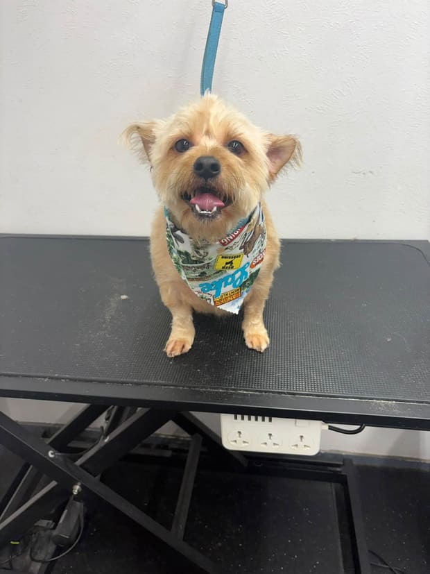 Yorkie with its tongue out after a groom