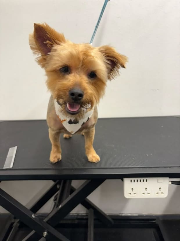 Golden yorkie smiling after a haircut