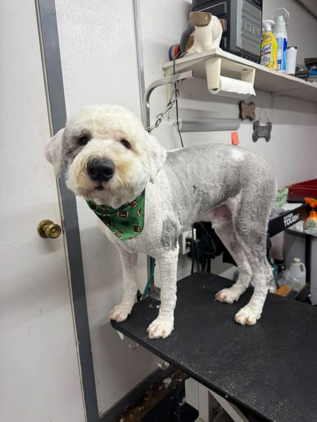White bichon after a full groom