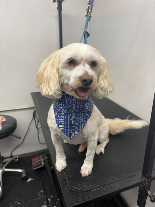 White cocker spaniel in a blue bandana