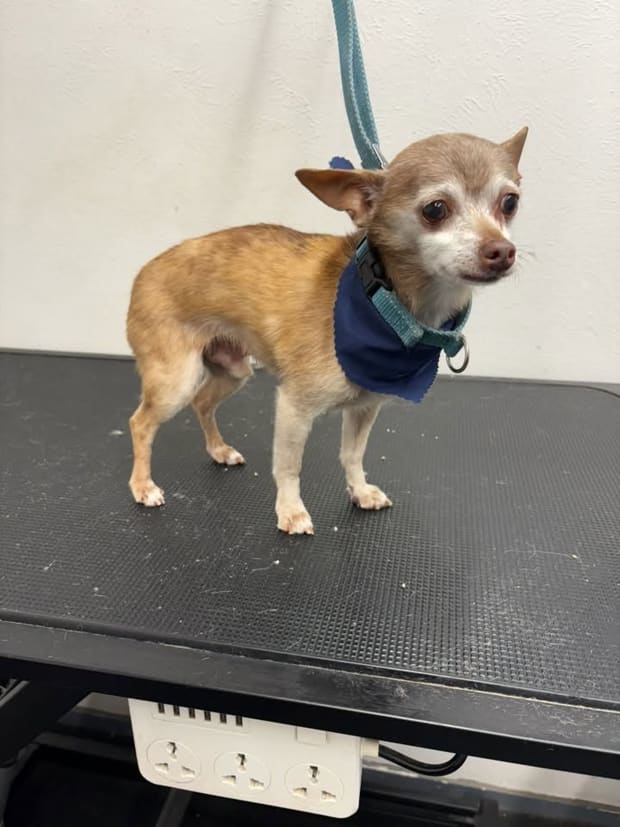 Small chihuahua in a navy bandana on the grooming table
