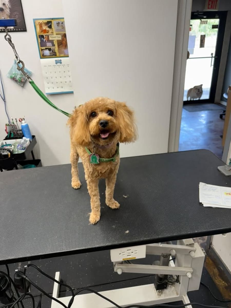 An apricot poodle smiling on the grooming table after a haircut at Pawfection Grooming